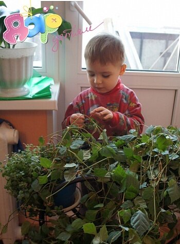 Комнатные растения в доме, где есть дети